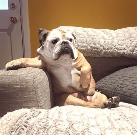 💜 couch potato 🥔 | Bulldog lover, English bulldog, Cute dogs and puppies