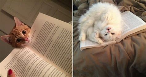 9 Super Cute Cats Who Want To Know What You're Reading