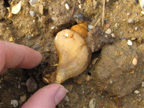 Walton-on-the-Naze (Essex) | Discovering Fossils