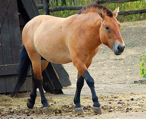 9. Przewalski's Horse | Horse breeds, Beautiful horses, Horses