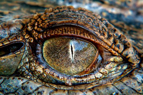 Eye of the Crocodile | Kelvin Marshall Nature & Wildlife Photography