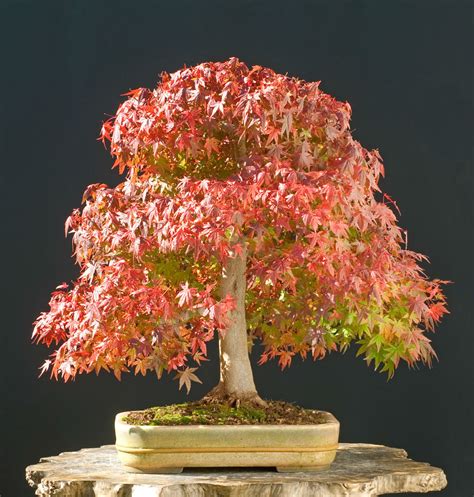 How To Grow Japanese Maple Bonsai Trees - Grow A Bonsai Tree