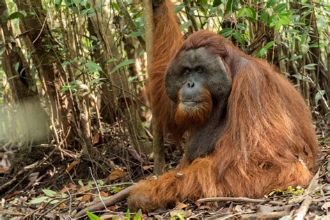 Police rescue young orangutan kept as pet in West Kalimantan - National ...