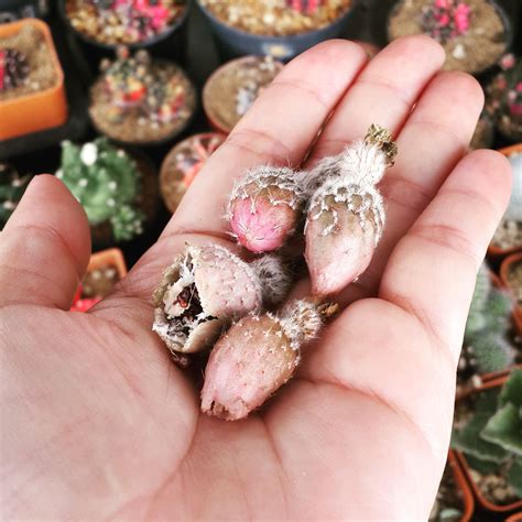 RARE Cactus Seed, Real Fresh Cactus Seed, Astrophytum Seed Mix, 30-90-PCS – KARARAM