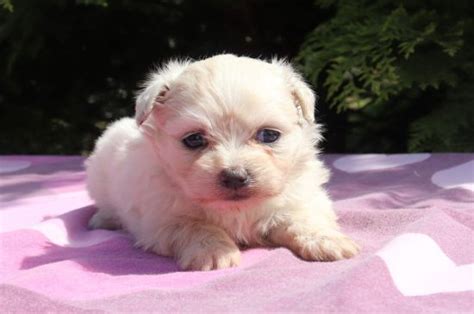 Maltipom Puppies Breed information & Puppies for Sale