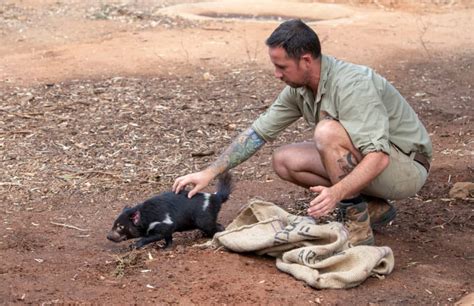 We're celebrating record Tasmanian Devil breeding success