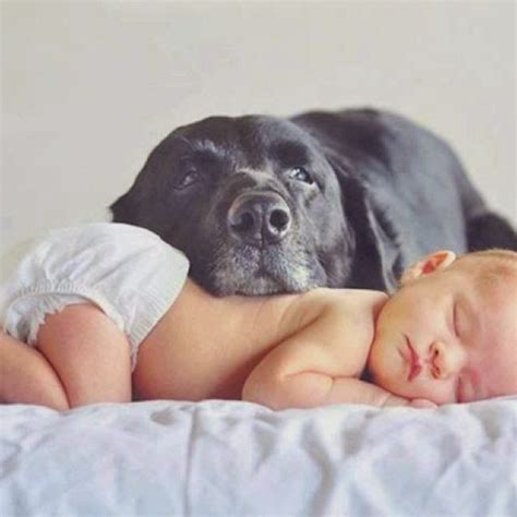 Top 10 Best Dog Breeds For Kids ~ The Pet's Smarty | Newborn and dog, Newborn pictures, Newborn ...