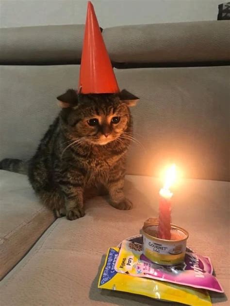 This cat is so sad, could we say Happy Birthday to this sad cat : r/sadcats