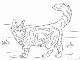 Maine Coon Cat Coloring page Printable sketch template
