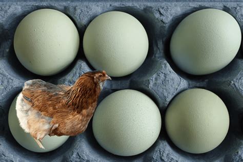 Araucana Chicken Eggs: Guide and FAQ