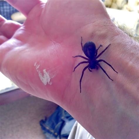 Black Widow Spider Bite Effects : Bite Spiders | Bodenowasude