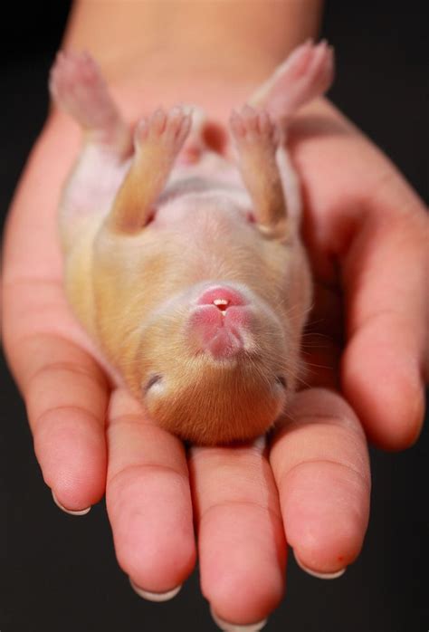 Baby rabbit sleeping | Cute animals, Baby bunnies, Sleeping bunny