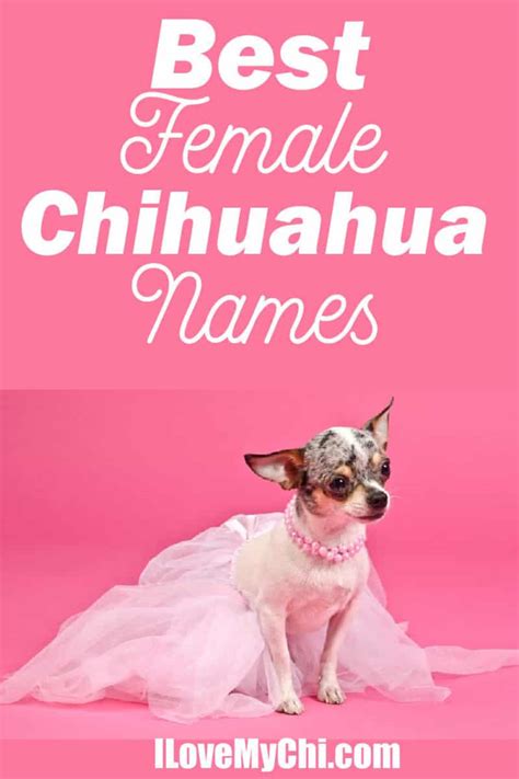 Best Female Chihuahua Names - I Love My Chi