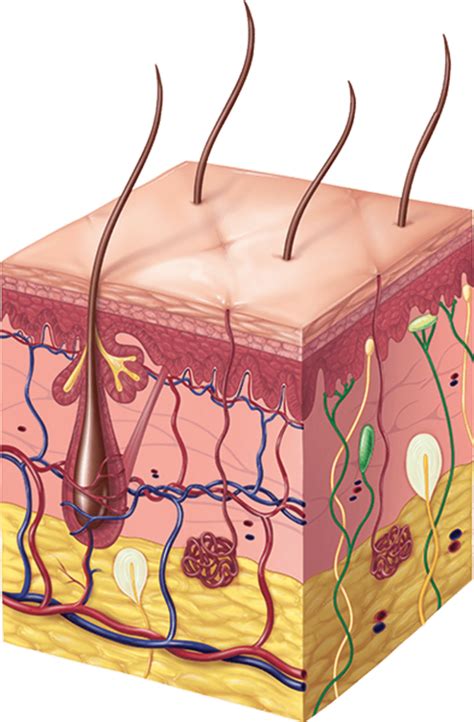 Skin Anatomy & Physiology - pcaskinacademy.com - pcaskinacademy.com