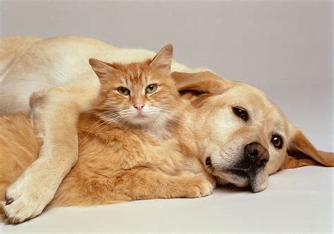 Wallpaper Of Dogs And Cats at Dorothy Nielson blog