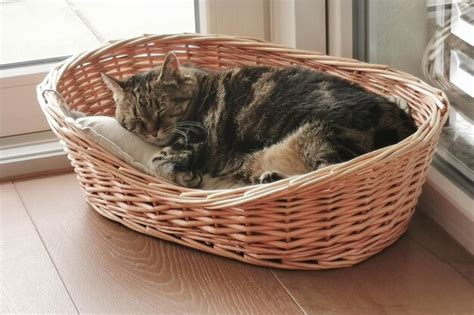 Premium Photo | Cat sleeping in basket