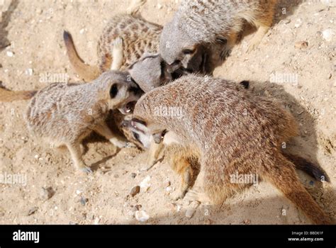 Meerkat fight fighting hi-res stock photography and images - Alamy