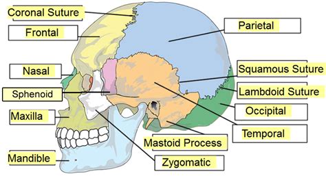 Skull Sutures Anatomy - Anatomical Charts & Posters