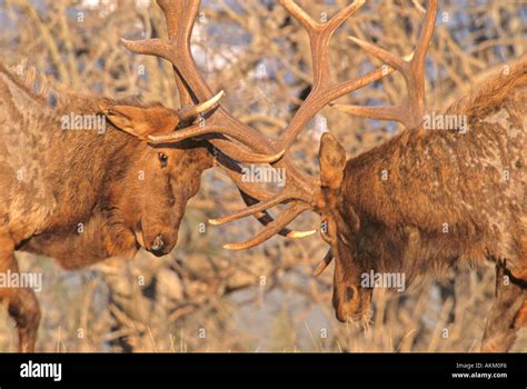 Bull Elk fighting 2 Stock Photo - Alamy