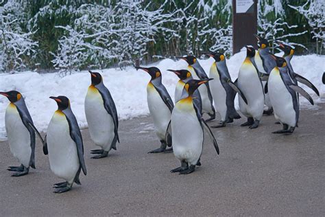 Free Images : snow, cold, winter, animal, walk, zoo, beak, fauna, vertebrate, flightless bird ...