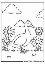 Duck Coloring Pages Updated 2021 sketch template