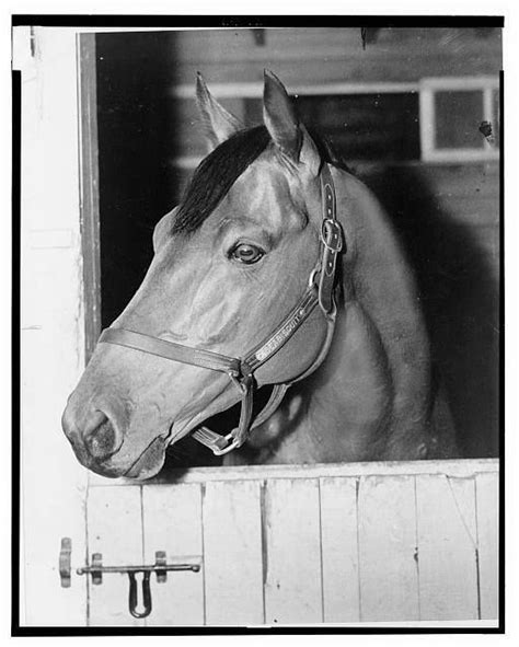 Seabiscuit | Horses, Pretty horses, Horse racing