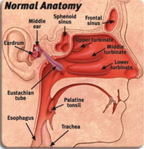 How the tube connects from your middle ear to your nose and throat | Throat anatomy, Medical ...