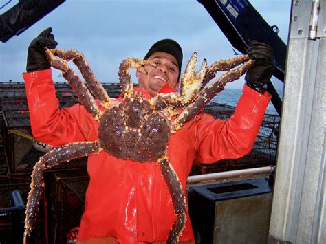 King crab: Uncertainty as coming season hinges on biomass calculations | National Fisherman
