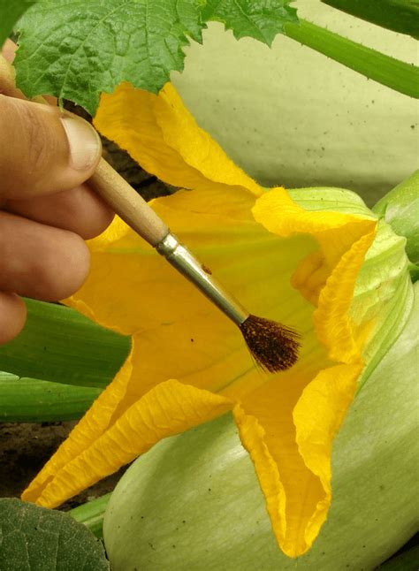 3 Methods Of Hand Pollination - NoSoilSolutions