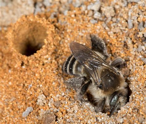 Ground nesting bees - Diadasia bituberculata - BugGuide.Net