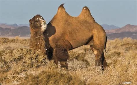 Rare animals in the Gobi desert — Mongolia Tours & Travel 2025/2026