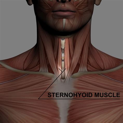 Sternohyoid Muscle Royalty-Free Stock Image - Storyblocks