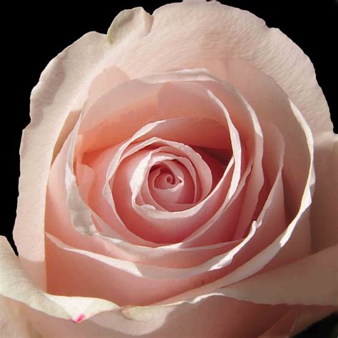 Free Images : nature, petal, close up, floribunda, rosette, summer flowers, pink flowers ...