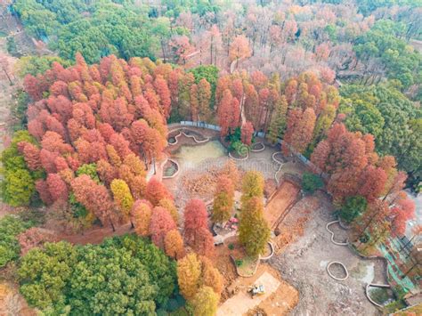 Hubei Wuhan East Lake Scenic Area Late Autumn Scenery Stock Photo ...