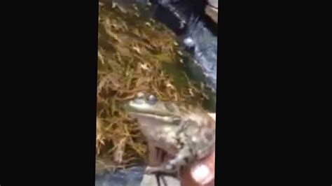 Unbelievable bull frog sound cries like baby & cat - YouTube