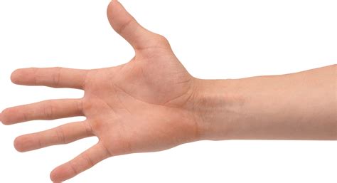 PNG HD Of Hands Transparent HD Of Hands.PNG Images. | PlusPNG