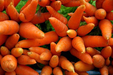 Carrot History - Origin and History of Carrots