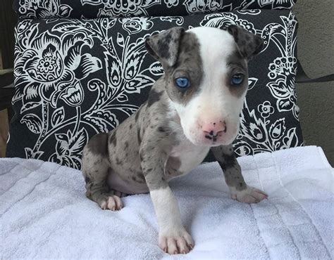 Merle Pitbull: Is This Unusually Colored Dog Right For You?