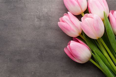 HD wallpaper: bundle of pink tulip flowers, bouquet, tulips, fresh, beautiful | Wallpaper Flare