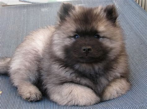 Pin by Kristen Brousseau on Cute & Cuddly | Keeshond puppy, Keeshond ...