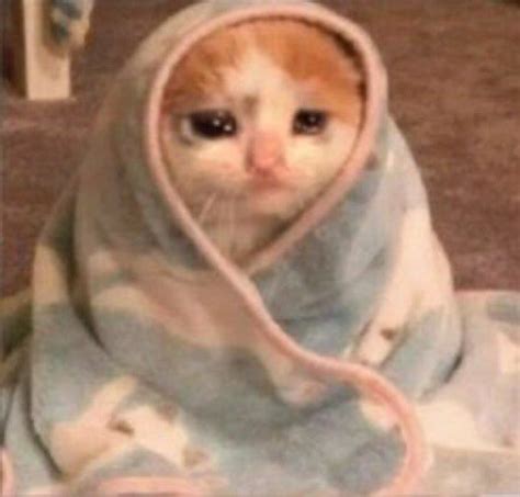 sad blanket cat Memes - Imgflip