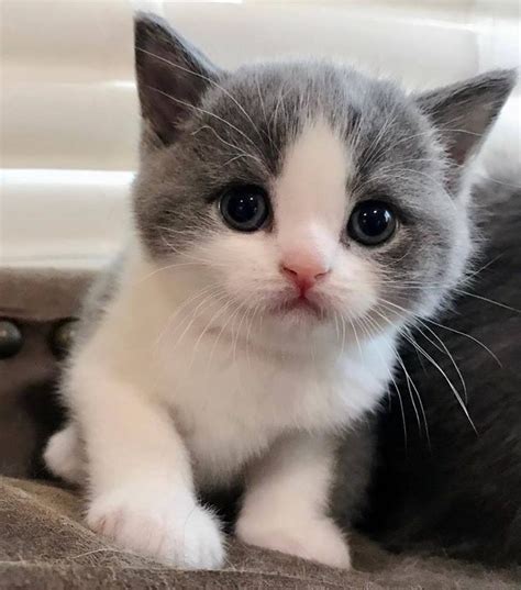 Pin von Georgia Krstic auf Cats & Kittens! ️ ️ ️ | Baby katzen, Niedliche babykatzen, Niedliche ...