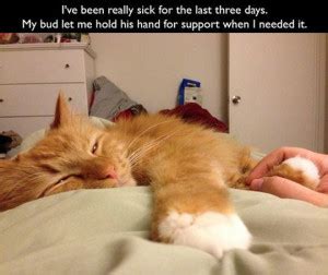 Cat Flu Remedies - Flu Treatments For Cats - MySickCat.com