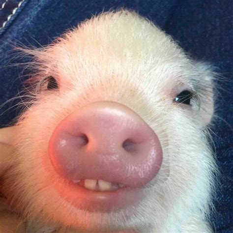 a close up of a small pig's face with its tongue out and it's nose sticking out