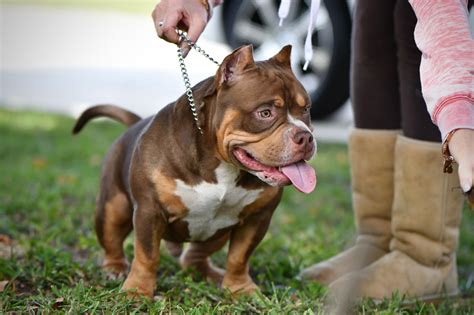 THE FLASHY TRI COLOR AMERICAN BULLY PUPPIES OF VENOMLINE | American ...