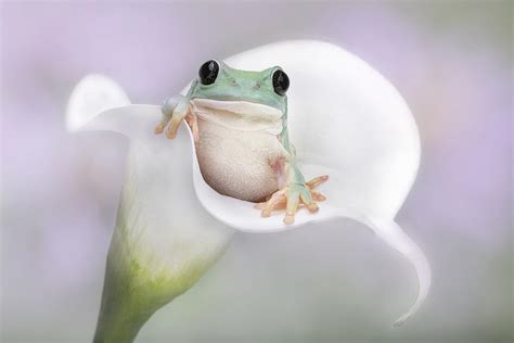 White's Tree Frog On A White Lily Photograph by Linda D Lester - Pixels