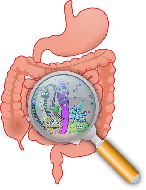 Anatomy Bacteria Bacterium · Free vector graphic on Pixabay