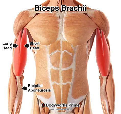 Biceps Brachii Muscle Anatomy - Bodyworks Prime