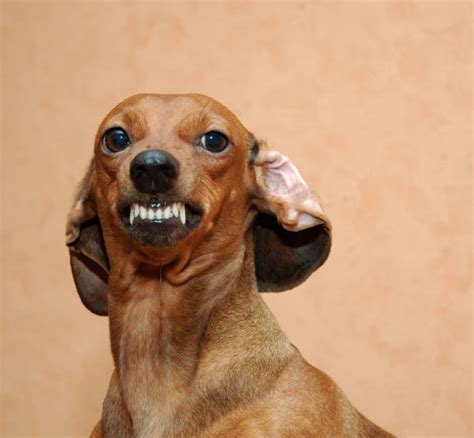 Funny Dog Smiling Teeth