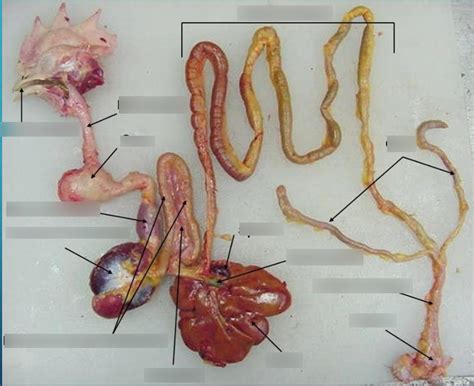 Avian Digestive System Diagram | Quizlet